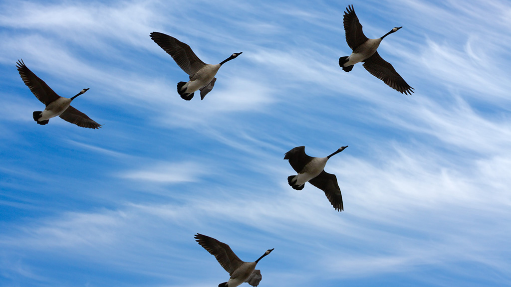 A flock of geese fly in v-formation as they migrate A flock of geese fly in v-formation as they migrate