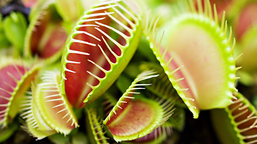 A Venus flytrap waiting for insects A Venus flytrap waiting for insects