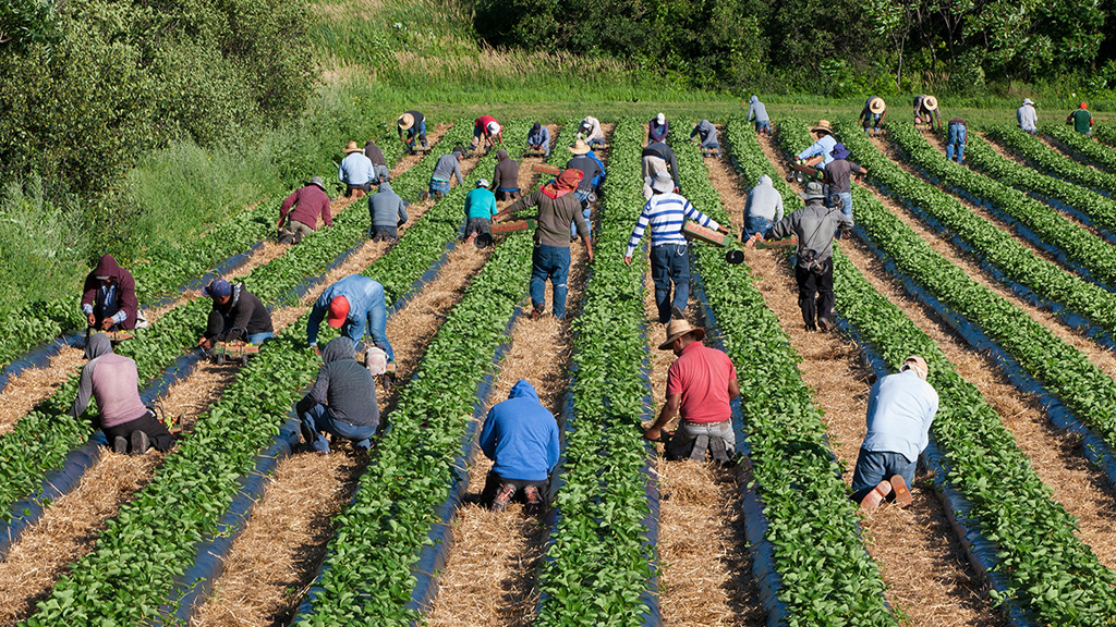 Migrant farmworkers fill the rows between crops, working on their hands and knees. Los trabajadores agrícolas migrantes llenan las hileras entre los cultivos, trabajando sobre manos y rodillas.