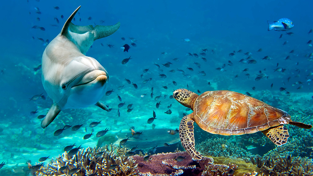 A dolphin and sea turtle swim in a coral reef A dolphin and sea turtle swim in a coral reef