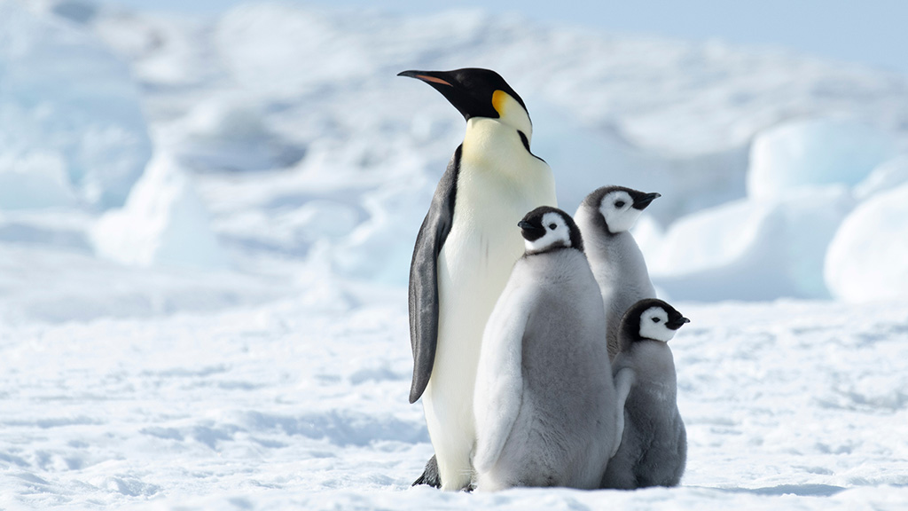 An emperor penguin and its chicks An emperor penguin and its chicks