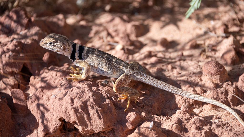 A collared lizard warms up on a sunny rock A collared lizard warms up on a sunny rock