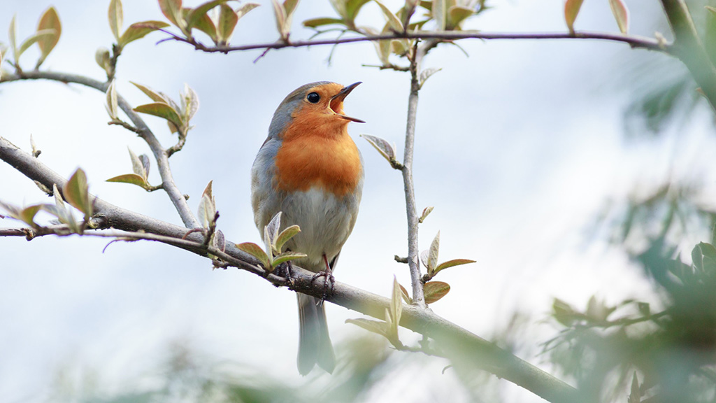 A robin sings her song A robin sings her song