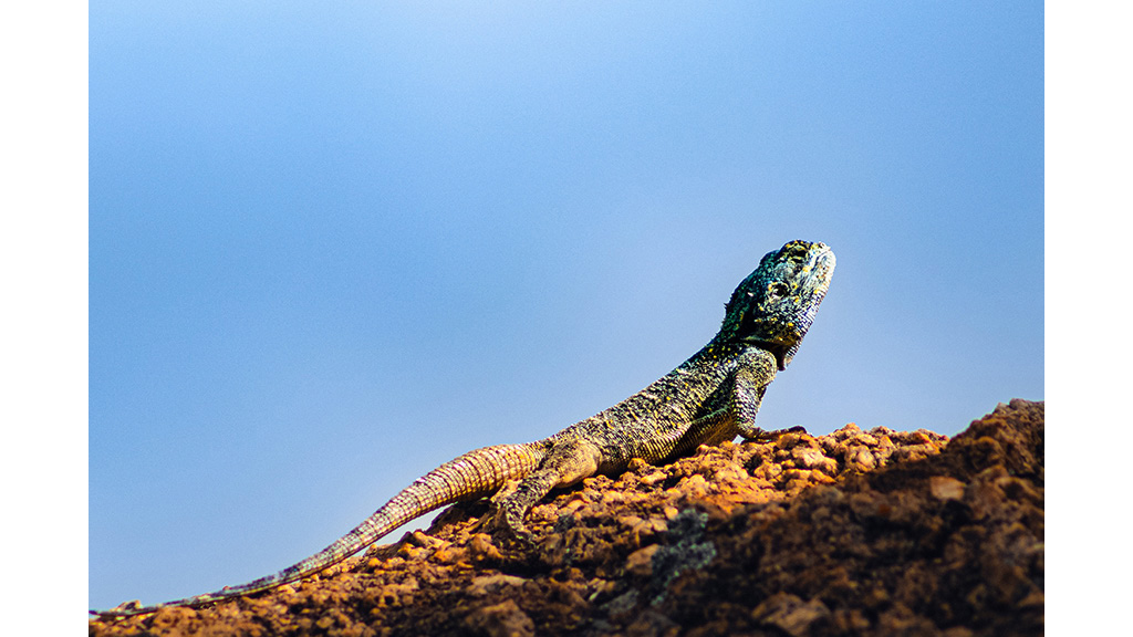 A lizard using sunlight for warmth A lizard using sunlight for warmth