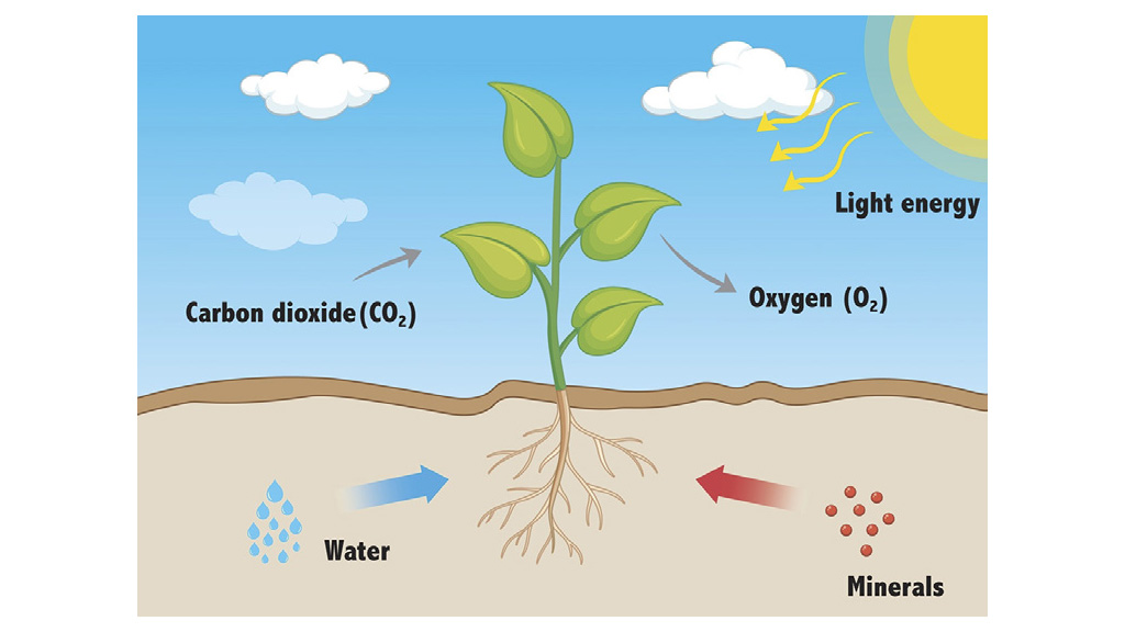 Photosynthesis Photosynthesis